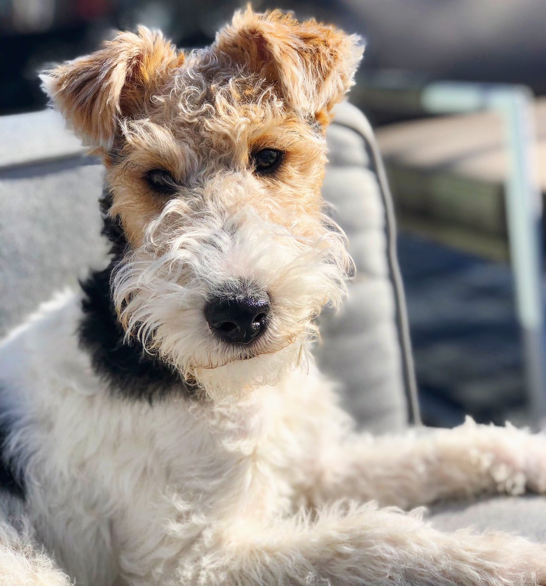 Apparently today is #NationalDogsDay  but that means that I'm really not sure what the other 364 days are for... Rupert is my everyday.