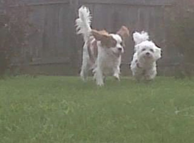 spacedkat's tweet photo. I would be lost without all these little furry devils! #HappyInternationalDogDay Koda Bear, Olivier Hendrix and Cherie Edith. https://t.co/Kufk0QF8Pj