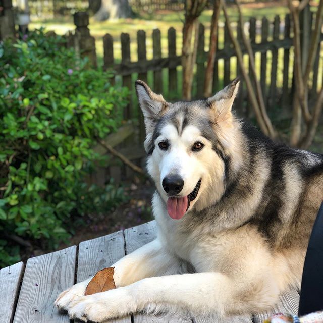 Colorado1788's tweet photo. I’m pretty sure this sly pup worked her way into getting an entire bag of 🥓 treats at work today. #winning #nationaldogday https://t.co/p5rAhmlprV https://t.co/GJBHb8pQaR