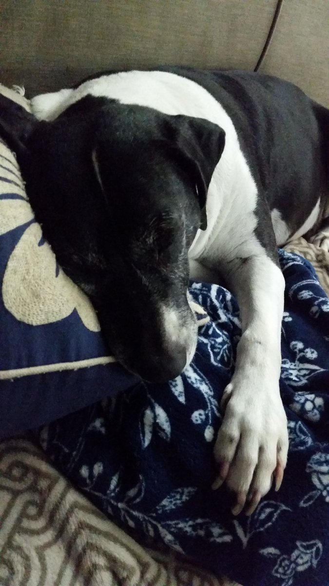 PatrickJohnQ97's tweet photo. National Dog Day has been a good one for Marley!  Asleep on the couch with daddy is her thing...Maybe a pedicure is in order too? https://t.co/WleF5CtkQJ