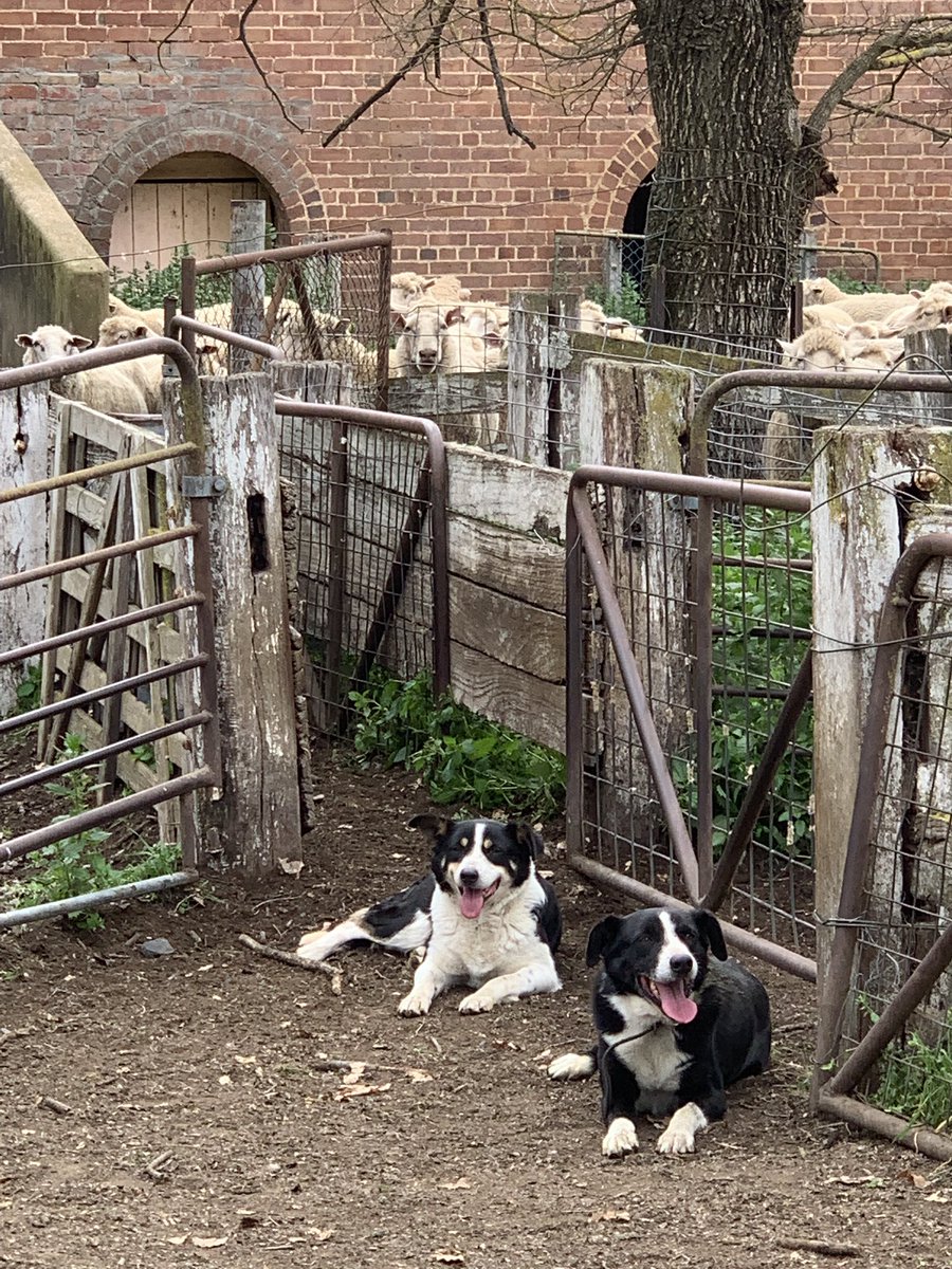ning_clark's tweet photo. Here’s our hardworking #sheepdogs @rattycastle #InternationalDogDay #farmlife #farming #sheepwork #farmingdownunder https://t.co/W1GnVPoJEB