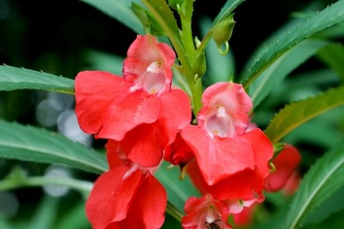 毎日のお花と婚活情報 今日8月27日の誕生日花は ホウセンカ 鳳仙花 花言葉 わたしに触れないで 短気 活発 せっかち ツリフネソウ科 インパチェンス属 原産地 インド マレー半島 中国南部周辺 開花時期 6月 9月頃 花色 赤 ピンク