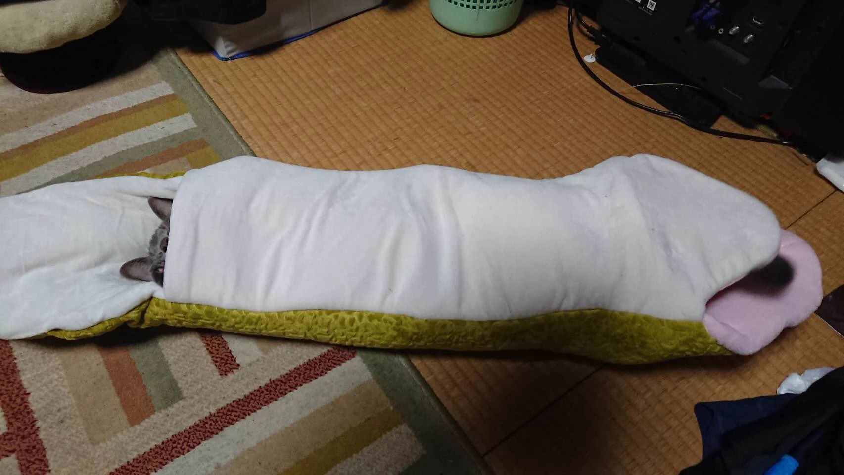 これは可愛すぎる！！我が家の蛇に食べられる猫ちゃん！