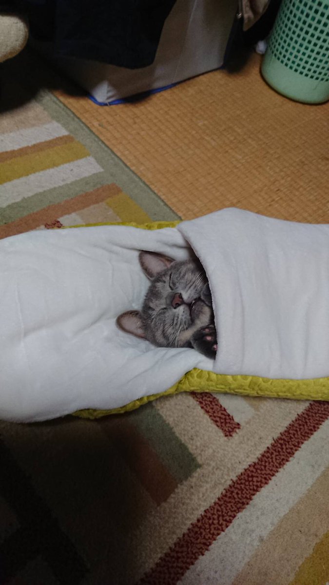 ヘビ型の猫ベッドに入って幸せそうに眠る猫さんがかわいい 同じものを貢いだ方の報告も 未消化で出てきてる Togetter