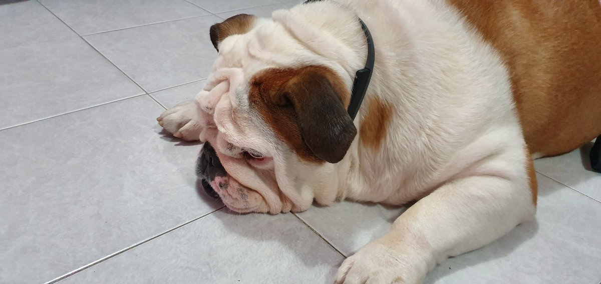 ernesto1maya's tweet photo. Relaxing with #TrekzTitanium by @AfterShokz on #InternationalDogDay https://t.co/xHcJ5UVfjw