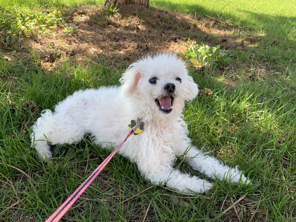 Amanda_K_Fowler's tweet photo. Happy International Dog Day https://t.co/9ebvPxvvdN https://t.co/V3niRdeZzM