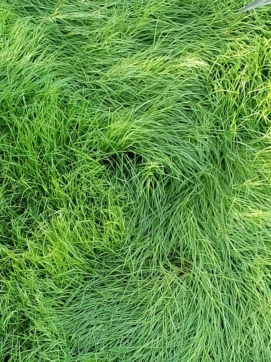 GLopezNocetti's tweet photo. Remolinos vegetales
#botánica #sinfiltro #pasto #grass #greenmane #cabelleraverde
En @muac_unam @CulturaUNAM https://t.co/G3nZqLa0Us