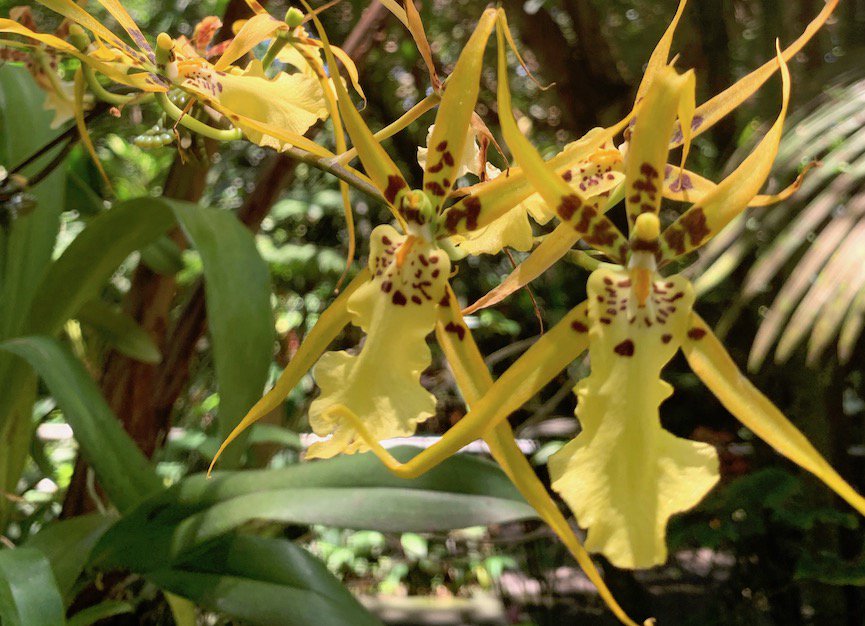 Beautiful orchids at Hawaii Tropical Botanical Garden. #hawaiitropicalbotanicalgarden #orchids #gohawaii #lethawaiihappen #garden htbg.com