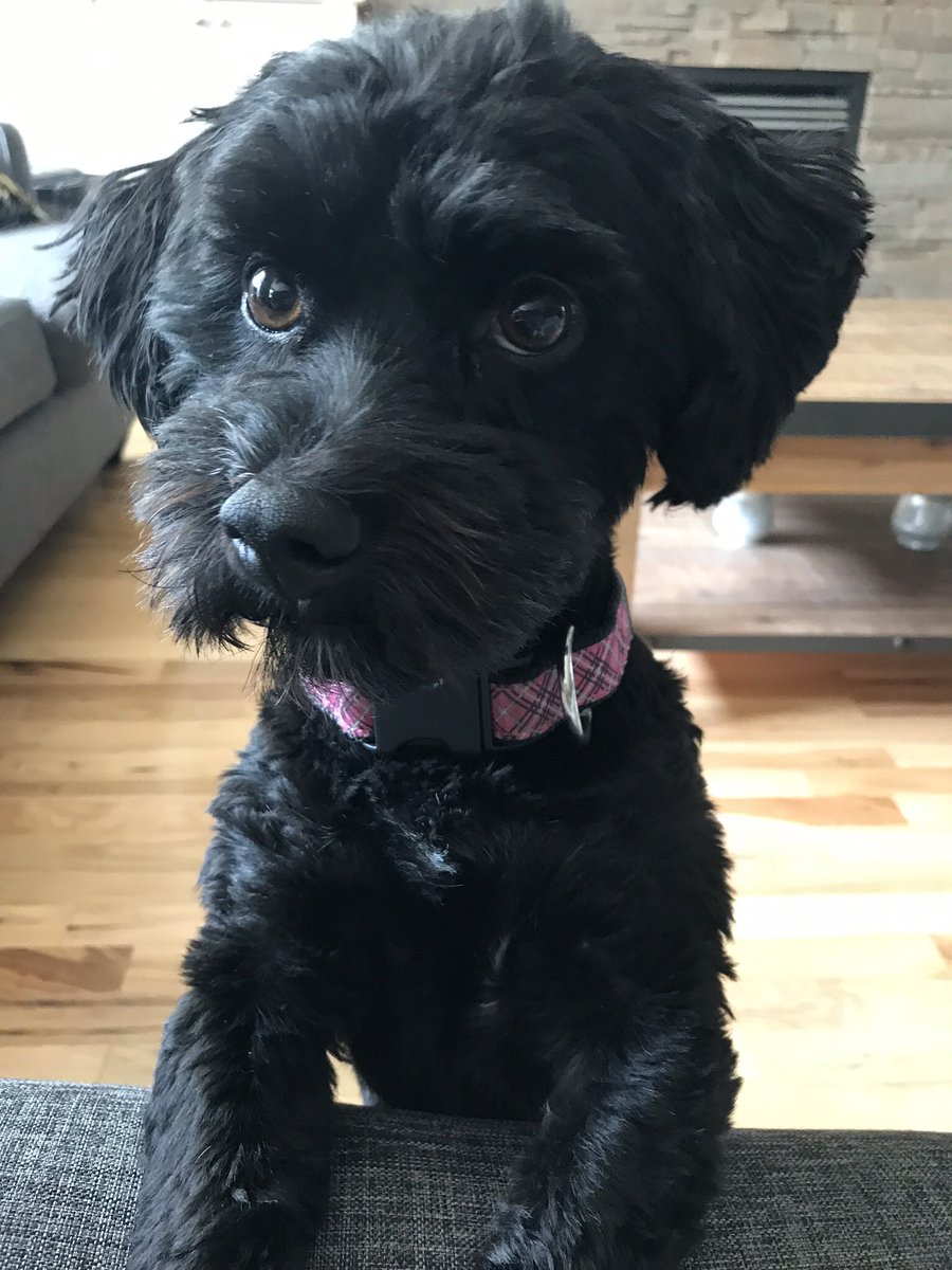 cdselin's tweet photo. She fills my heart with so much joy - just looking at those eyes always brings a smile 💕 #NationalDogDay https://t.co/RKow2PaoCu