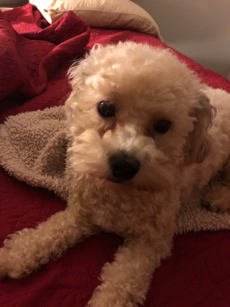 ecansler's tweet photo. I’m trying to watch a clip of Missy Elliott’s incredible VMA performance and my dog chuffs at me because I’m being too loud and it’s her bedtime. I didn’t know that much judgement could come from something that small. https://t.co/Rwv1TrBXni