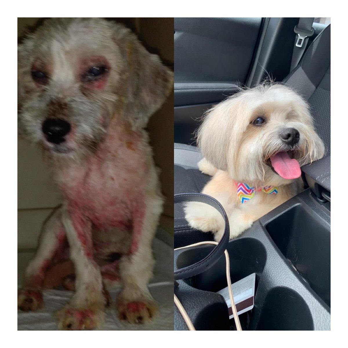 andreaimoris's tweet image. Mi mami me mandó este before and after de mi Nala Victoria🥺 No me cansaré nunca de pifiarla, es HERMOSAA!!!!!! Adopten, no compren💙🥰