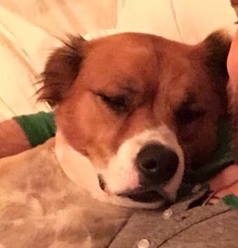 updowney's tweet photo. chris evans: venha dodger, vamo tira uma foto

dodger: https://t.co/zSoLyePFzQ