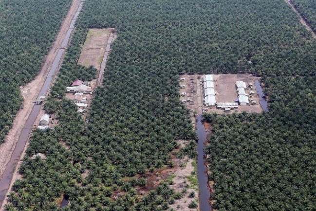 ians_india's tweet photo. The #DirectorateGeneral of #Trade Remedies has recommended to raise custom duty by 5 per cent on the #import of "Refined Bleached Deodorised Palm Oil" and "Refined Bleached Deodorised Palmolein" from #Malaysia.
Photo: IANS https://t.co/6N2TMPZ0yR