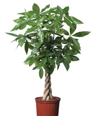 TreesUnique's tweet image. PACHIRA AQUATICA, BOMBAX GLABRUM
#indoorplants to decorate your #house or office with this #beautiful indoor plants more information call 04066666622