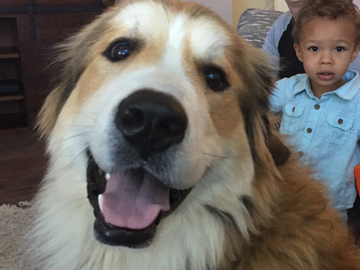 genialarson's tweet photo. Take that #NationalDogDay https://t.co/3TTNjmjj66