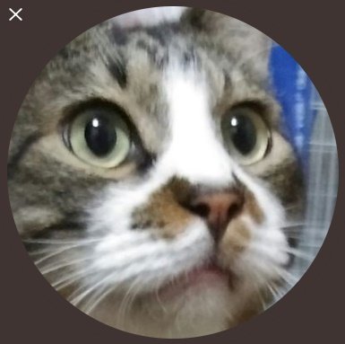 嘘松スレイヤーネオス 猫アイコン 9割は知能も猫レベル もはやまともな方が珍しい とにかく数が多いことに加え 猫アイコンは 猫アイコン同士で惹かれ合うため1匹敵にするとあっという間に仲間が現れてネットリンチに遭う アニメ 電車に並ぶtwitter迷惑