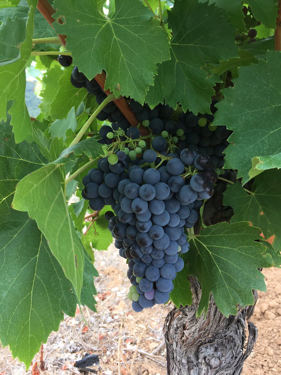 otapt's tweet photo. [Direct] Belle grappe qui se gorge de soleil avant d’être cueillie 🍇🍷 #raisin #cuvee2019 #paysaptluberon #rentree2019 #vendanges #luberon #vaucluse #provence #morethanprovence #vignerons #vin #vignoble #ventoux https://t.co/m3BlAXc3mg
