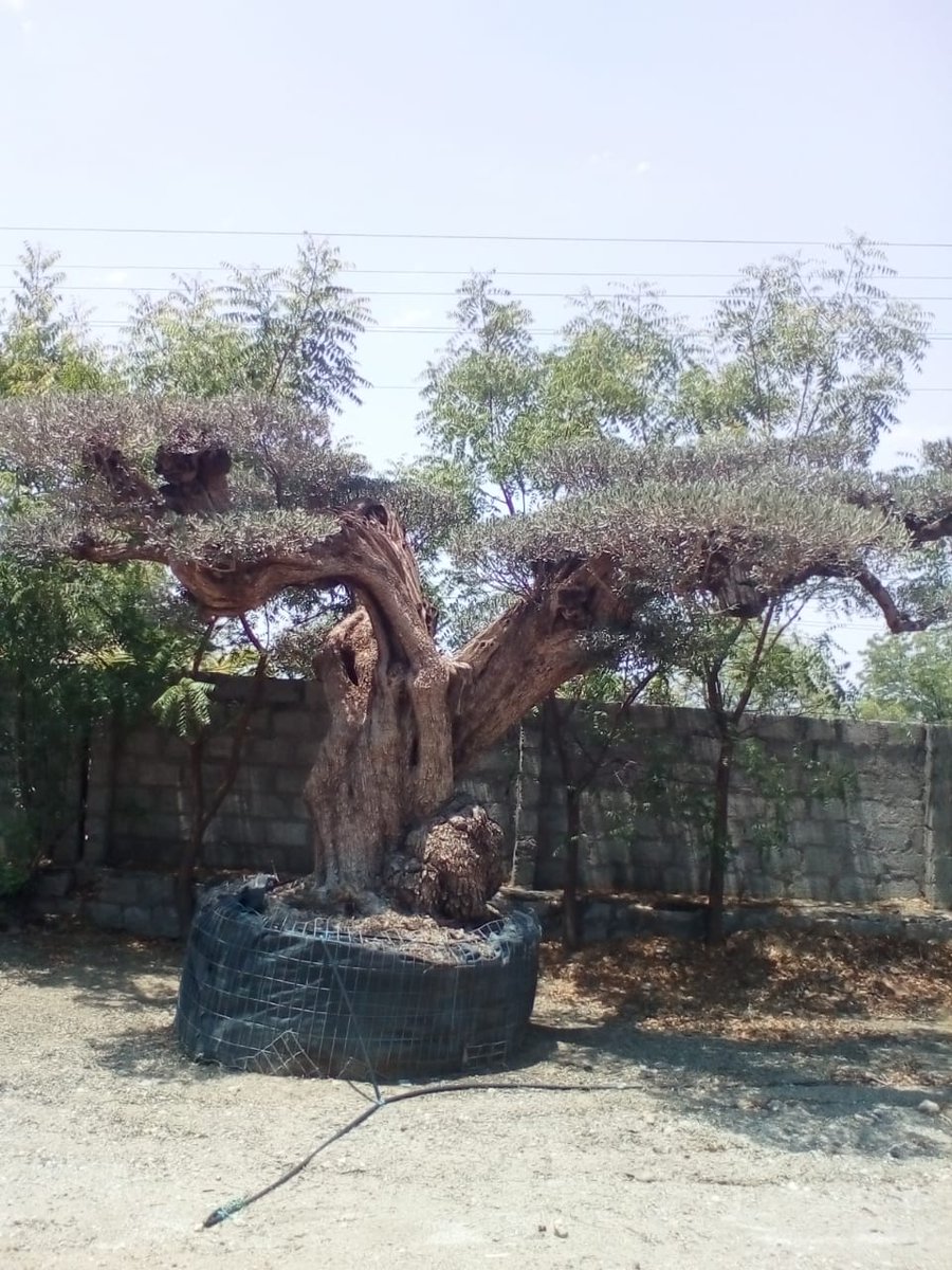 TreesUnique's tweet image. #olive #plants
#OliveGarden