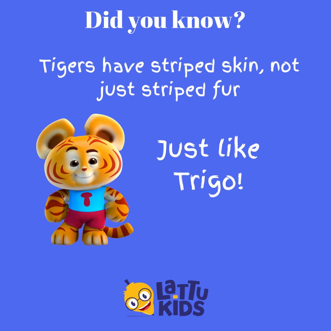 Lattukids's tweet photo. Watch 'Trigo' only on the Lattu Kids App.

#lattukids #lattukidsapp #Facts #trigo #DidYouKnow #Tigers #fun #learning #education #TriviaTuesday https://t.co/VLVQFfapVy