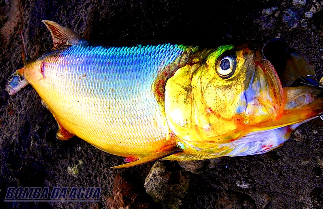 Bombadateru アマゾンにはみんなの知らないスゲー魚 がいっぱいいるんだ 日没の僅か15分 碧黄金の魚体を煌めせ乱舞するネグロ川の秘宝 幻の淡水ターポン ブラック アッパッパー デコントbbt