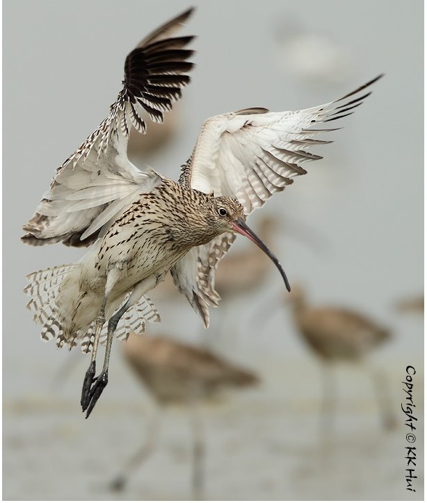 numenini's tweet photo. WONDERFUL NEWS from French Council of State: it's modified the decree allowing hunting of 6000 Curlews in the 2019/20 season, fixing the quota at ZERO to meet France's obligations under #EUBirdsDirective &amp; @unep_aewa, with immediate effect. No more curlews to be shot this season! https://t.co/n7H88uOHWe