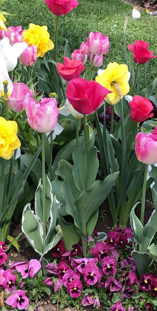 hanaj111's tweet photo. Lovely day 💐🌺to you all #LoveFlowers https://t.co/SF2jbbAmS4