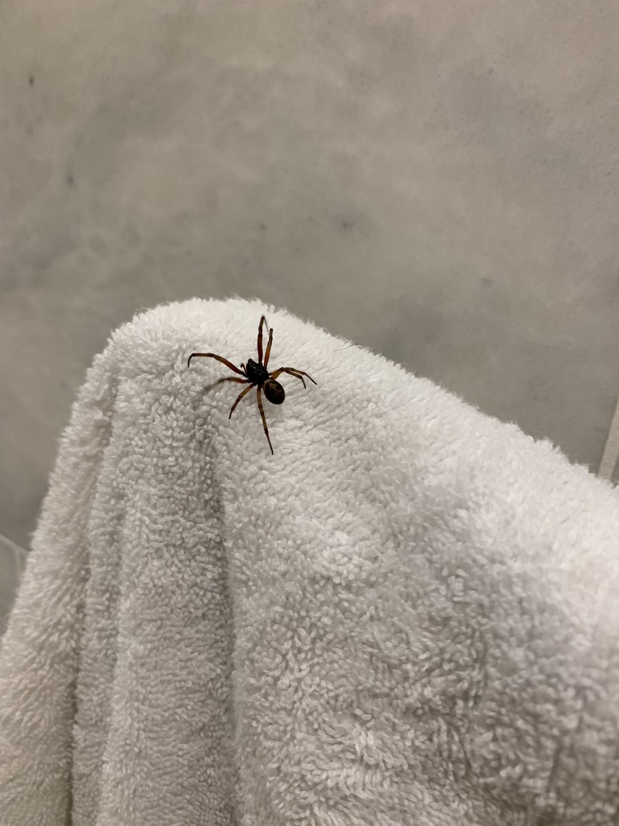 drlukekane's tweet photo. So happy to share my parents home with false black widows 😑#spider #BlackWidow https://t.co/7ZqxgjI1ey
