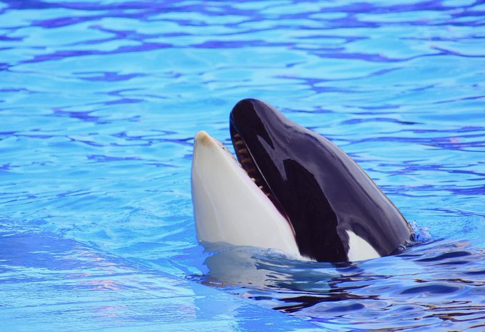 イルカのtwitterイラスト検索結果 古い順