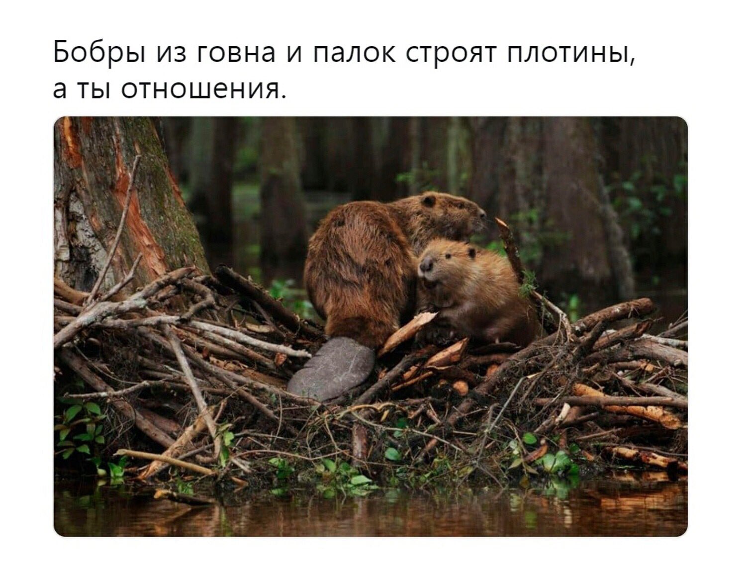 Бобры строят плотину