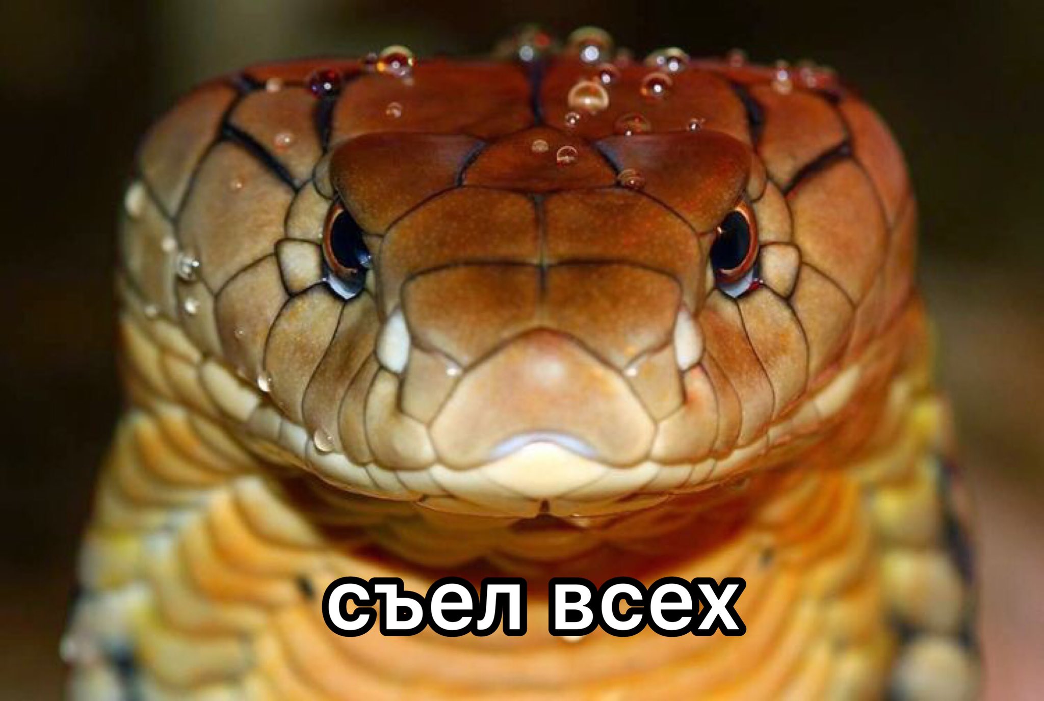 Королевская Кобра