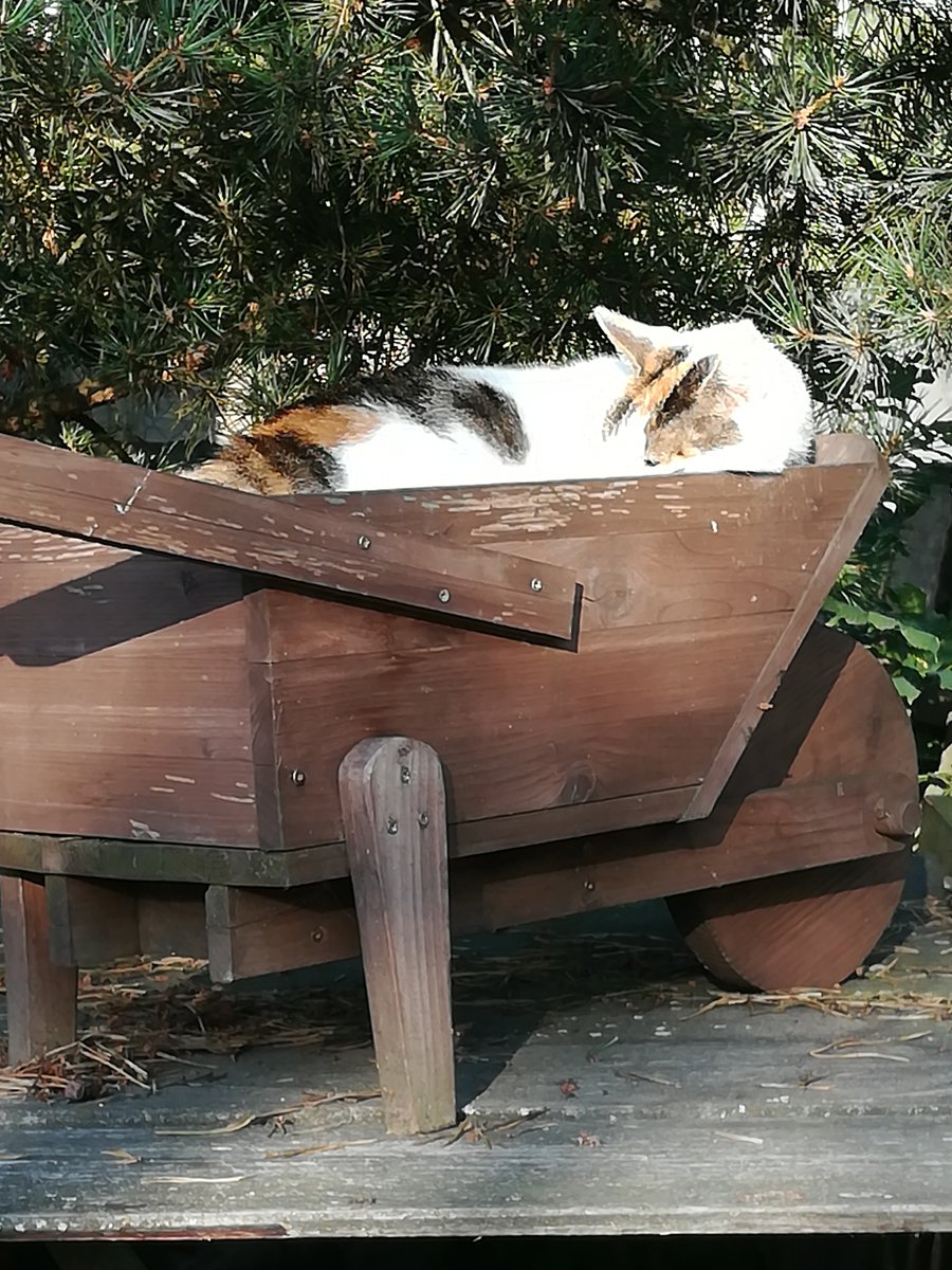 ArtificiumHeinz's tweet image. #Bella mag es in der Schubkarre am liebsten!
Hilfe, meine #Schubkarre wird zweckentfremdet!😀😘