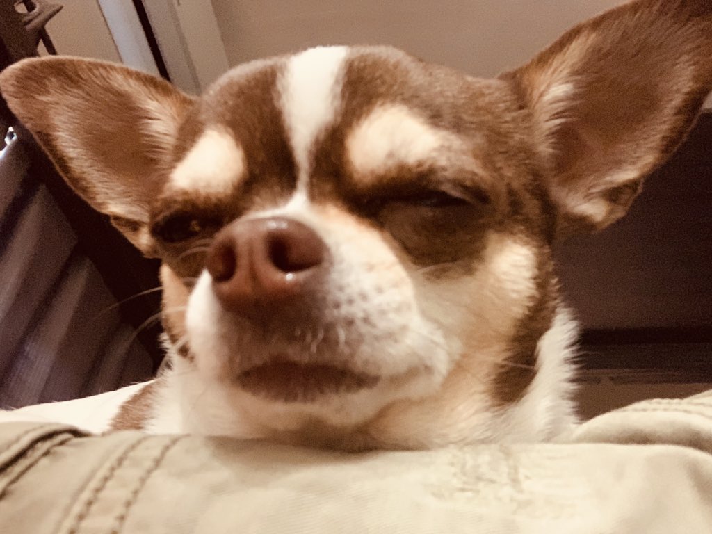 MReport101's tweet photo. Piper is not going to work today. #workmustfall ๐ https://t.co/mdkvNXC5e4