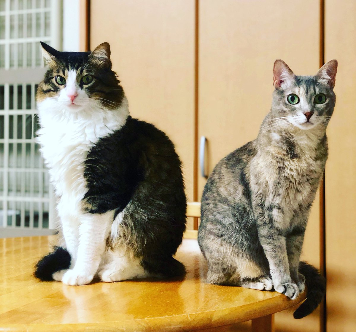 カフェバグダッド 2850 オスとメスです 小さいほうがメスです 体格差は 毛の長さで強調されてはいますが確かに差があります 年齢は同じなんですが Twitter