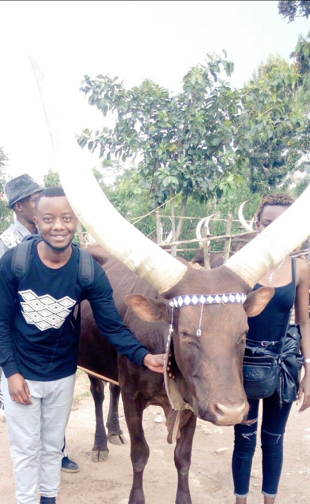 Long horn cows @NyanzaDistrict  I bwami #visitrwanda #culturediversity #Rwanda the heart of #Africa ❤
