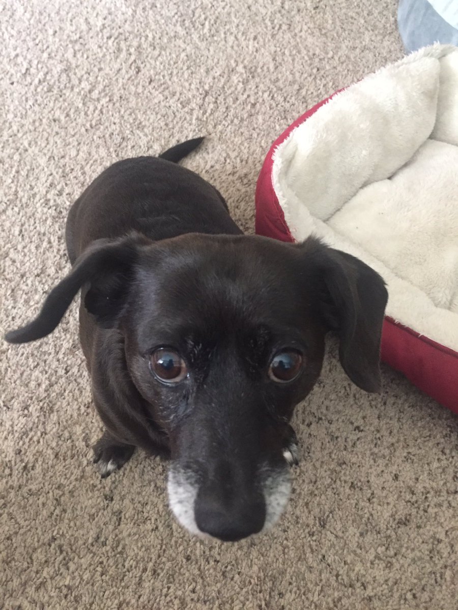 _tara__bee's tweet photo. #NationalDogDay https://t.co/TU8dKwgI7o