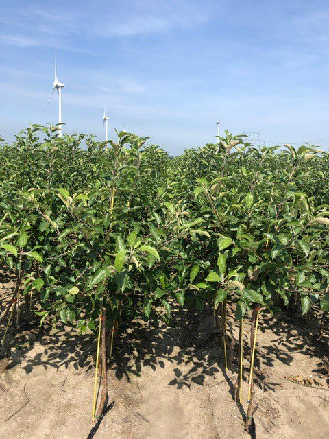 Agrifirm's tweet photo. Bericht uit Zeewolde vanuit de vruchtboomkwekerij. Op de foto's 2-jarige Elstar Elrosa bomen🌳🍎. Deze groeien nog tot half september door. Eind november worden ze gerooid en afgeleverd bij de fruitteler of in de koeling gezet om in het voorjaar geleverd te worden. mooiwerk!🙌. https://t.co/CfTosLbtm3