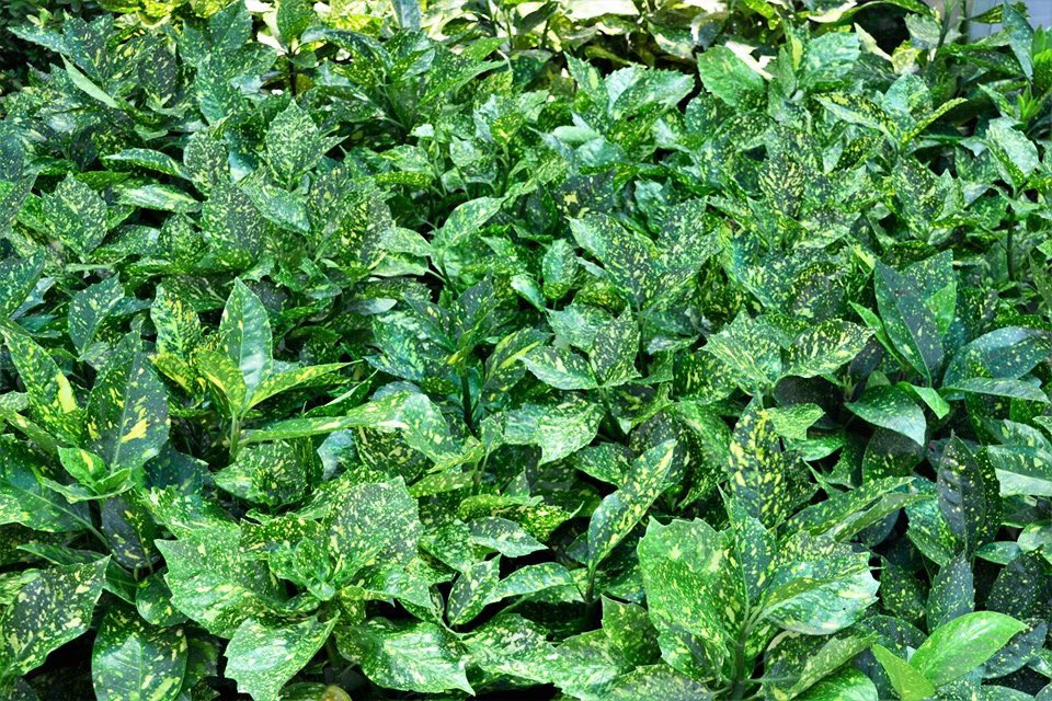 bahcemarket's tweet photo. Japon Akubası, Aucuba japonica. Çok yıllık, her dem yeşil ve yavaş büyüyen bir dış mekan bitkisidir. Yarı gölge alanlarda yetişir. Besin değeri yüksek toprakları sever. Toprağı kurudukça sulanmalıdır. Süs bitkisi olarak park ve bahçelerde kullanılabilir.
#akuba #bahçemarket #salı https://t.co/WHonAEdnCi