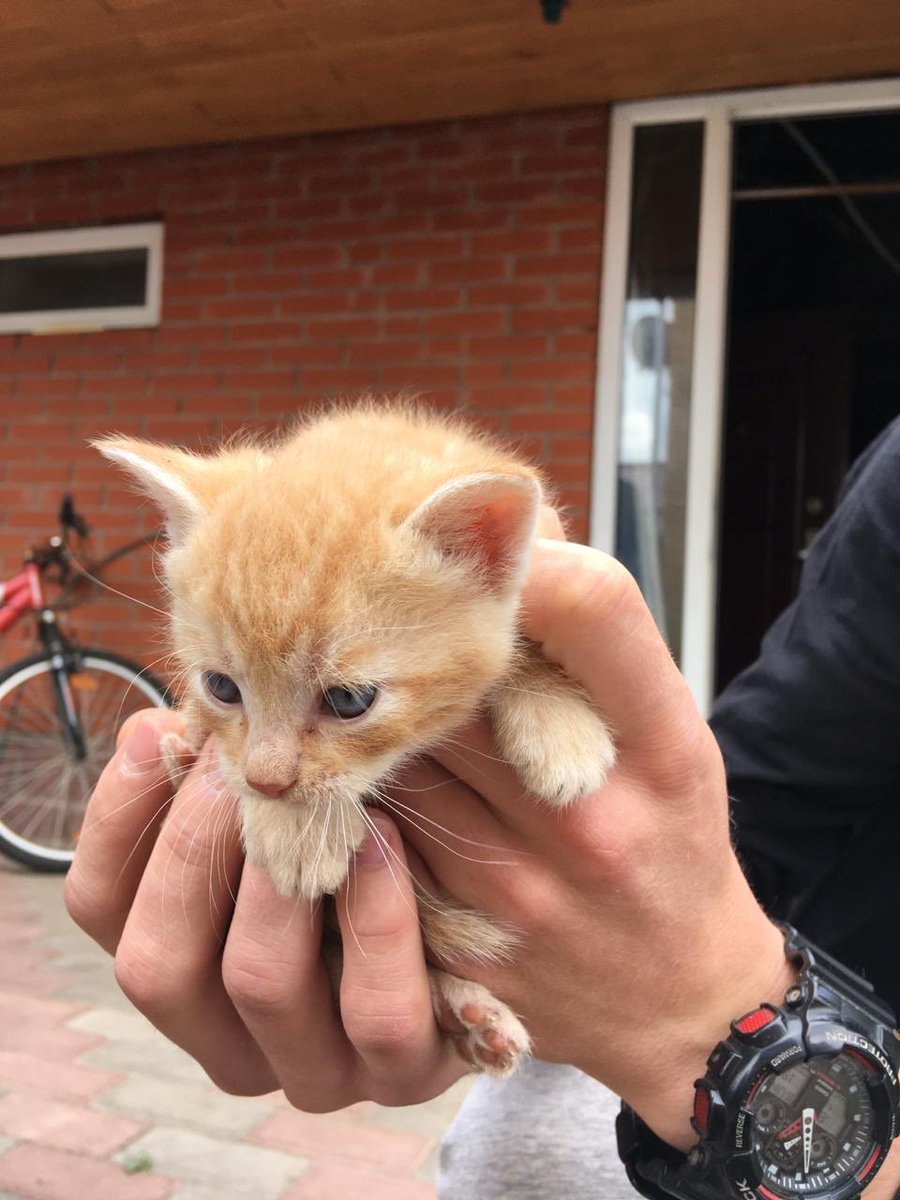 di_1411's tweet photo. Срочно отдам котят в добрые руки!!! Котятам месяц, очень милые и красивые, скорее хотят найти себе новый дом!  Они нуждаются в вашей заботе🥰  Репост приветствуется ❗️ Оставить дома возможности нет, а оставлять на улице бесчеловечно😭 Я надеюсь на вас, ребят!!! https://t.co/hHWexVrn4Y