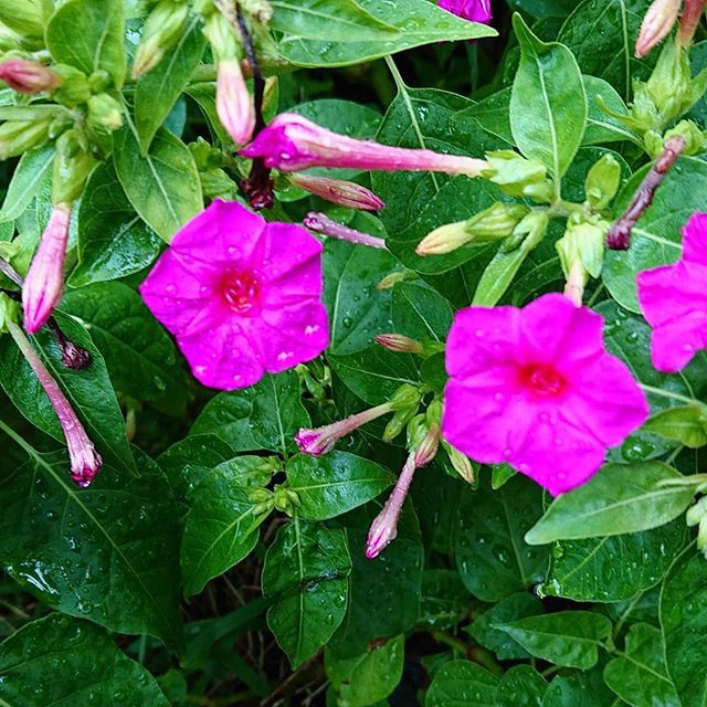 赤紫の花 赤紫の花