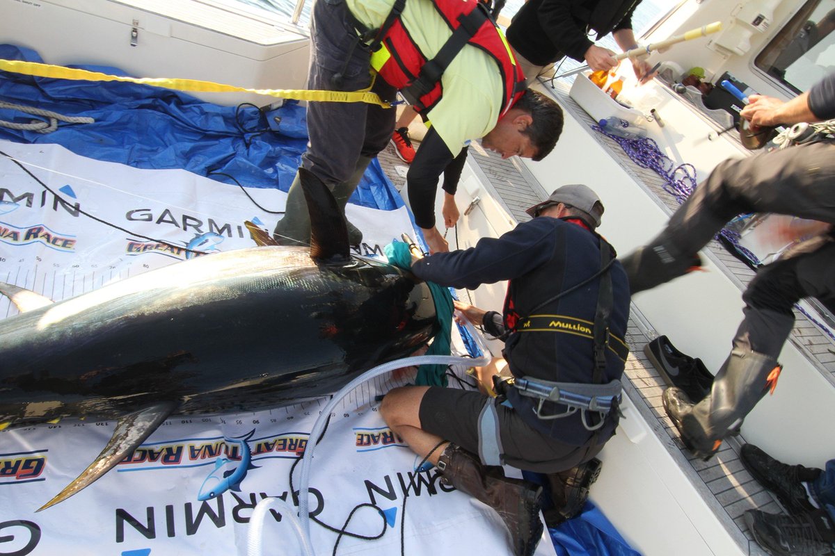 SLU Aqua tweet media