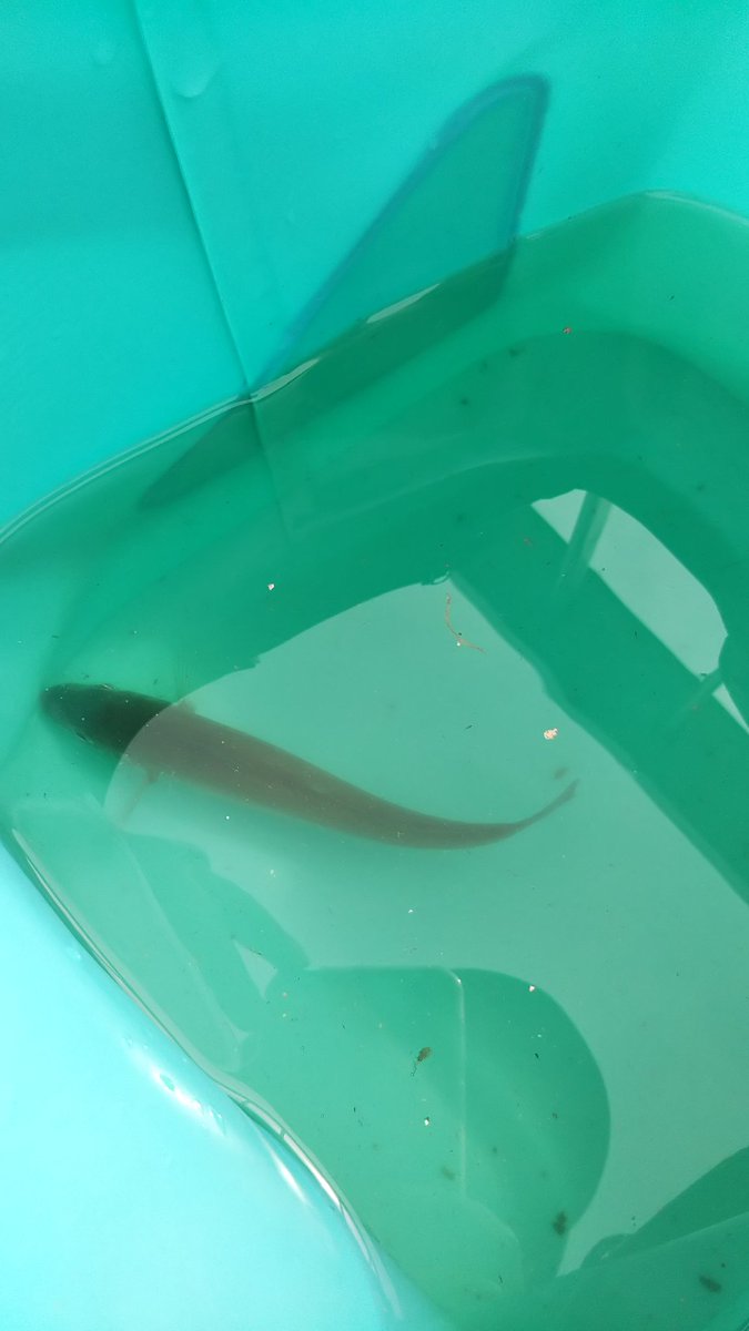 ゆか 今日は暁ふ頭公園で釣りにバーベキュー ゚ ゚ キスにサッパに またエイが釣れた ダイソーで買った胴付き仕掛けすごい 笑 お魚を捕まえる罠を沈めたら ちっちゃいエビとちっちゃいイカがついてた イカ 可愛い こども達はセミに ゆか 今日は暁ふ頭公園で釣りにバーベキュー ゚ ゚ キスにサッパに またエイが釣れた ダイソーで買った胴付き仕掛けすごい 笑 お魚を捕まえる罠を沈めたら ちっちゃいエビとちっちゃいイカがついてた イカ 可愛い こども達はセミに