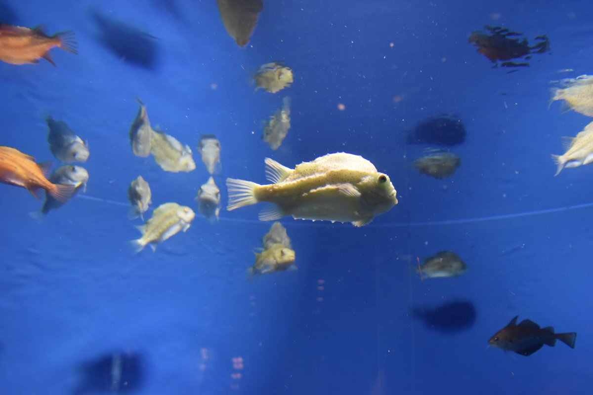 いわまゆ ランプサッカーたくさん泳いでて興奮した ランプサッカー 葛西臨海水族園