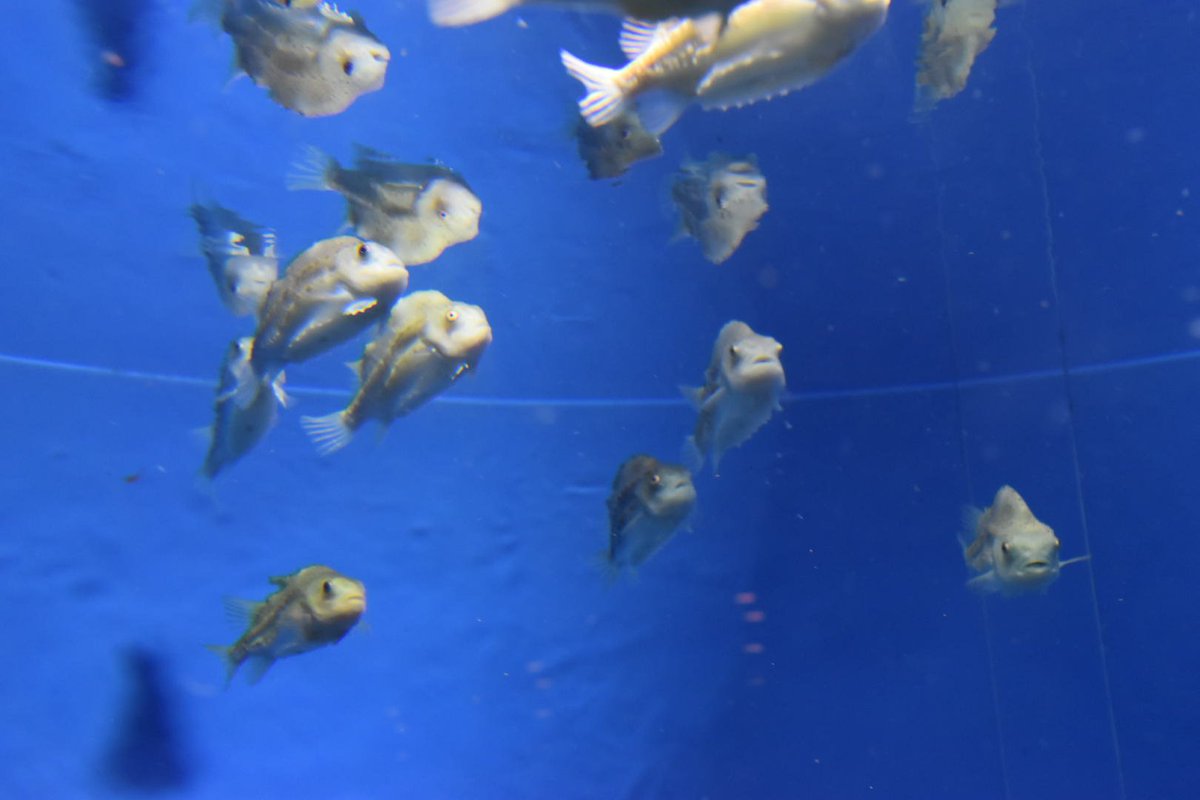 いわまゆ ランプサッカーたくさん泳いでて興奮した ランプサッカー 葛西臨海水族園