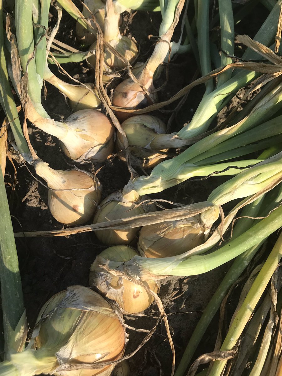 Jaap_Jonker9's tweet image. Ook op het demoveld van #Agrifirm komt de #Hyroad er prima uit! Combinatie van #opbrengst #kwaliteit #hardheid #huidvastheid in #Drenthe #rendement