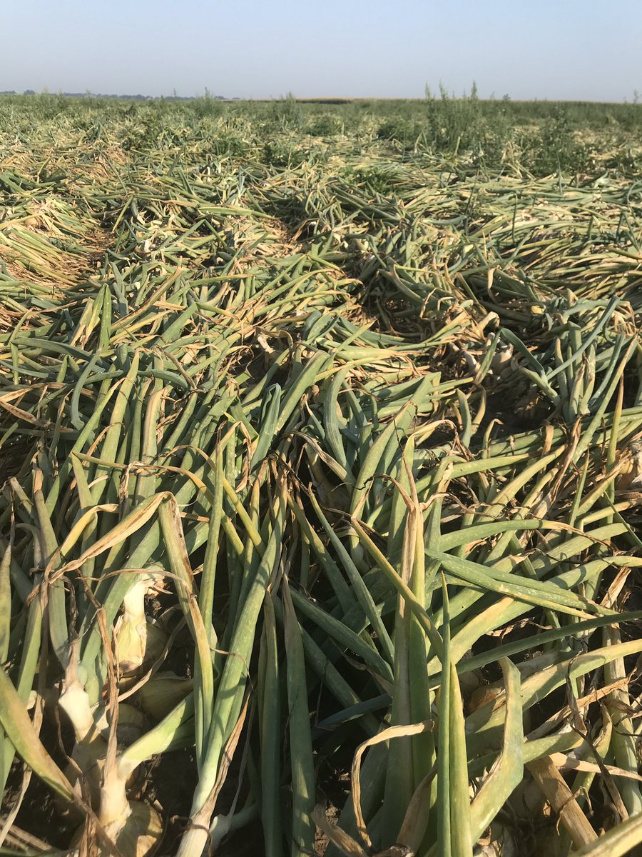 Jaap_Jonker9's tweet image. Ook op het demoveld van #Agrifirm komt de #Hyroad er prima uit! Combinatie van #opbrengst #kwaliteit #hardheid #huidvastheid in #Drenthe #rendement