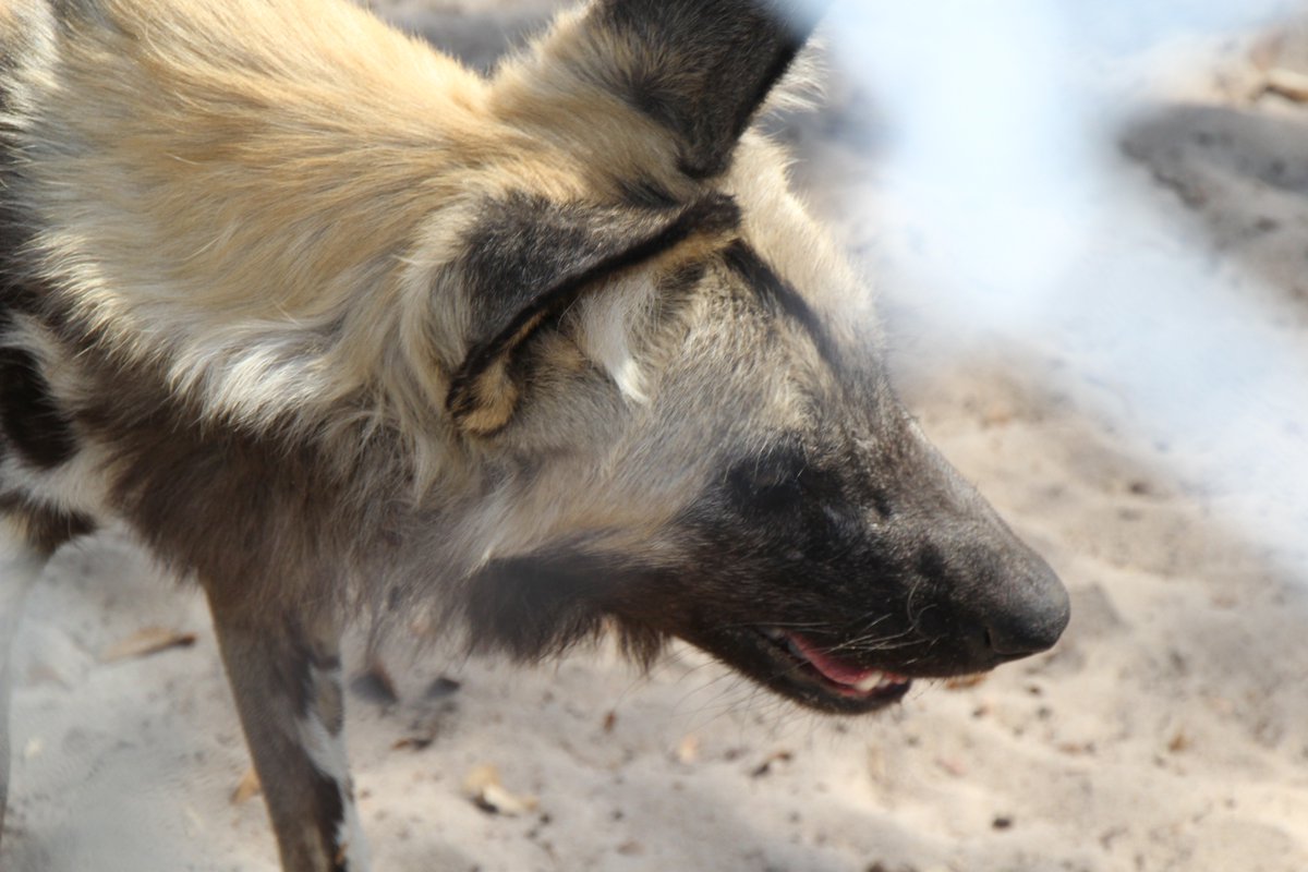 Did you know that youth education in wildlife is long term? Act now and help save painted dogs. 
#pdc #savethepainteddog #travelwithpurpose

Photo credits: @TriggaTeebs