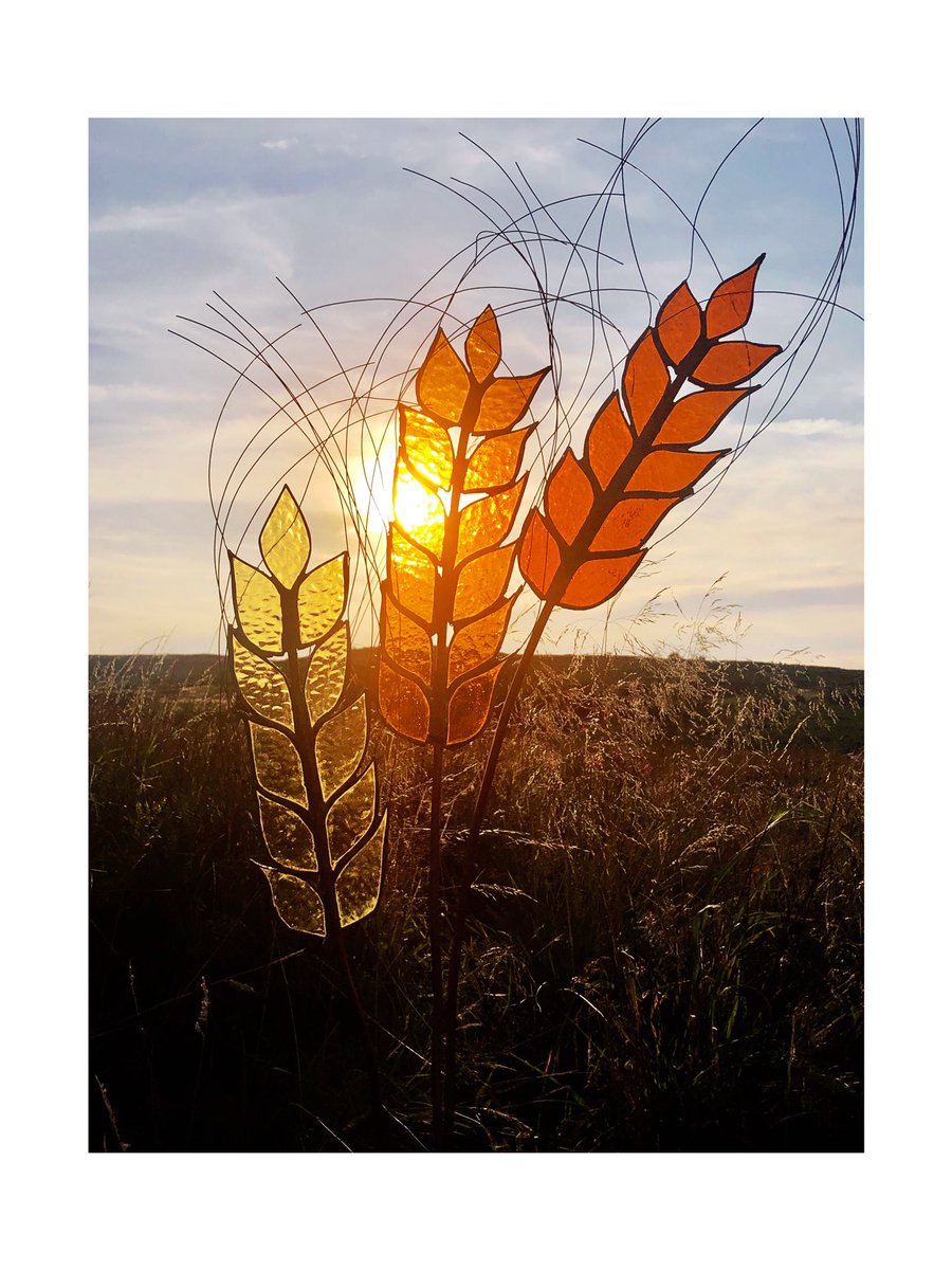 New work, large scale Barley #hotsummer #harvest #golden #craftsoupuk #lilrabbitfoot #motd #gardensculpture #sculpturegarden #yorkshire #saltairefestival #opengardens #saltairefestival #farming #crop #agriculture