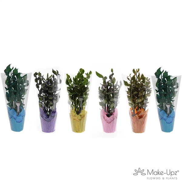 New offer available!
Offer name: Pedilanthus tithymaloides mystery planet 10631