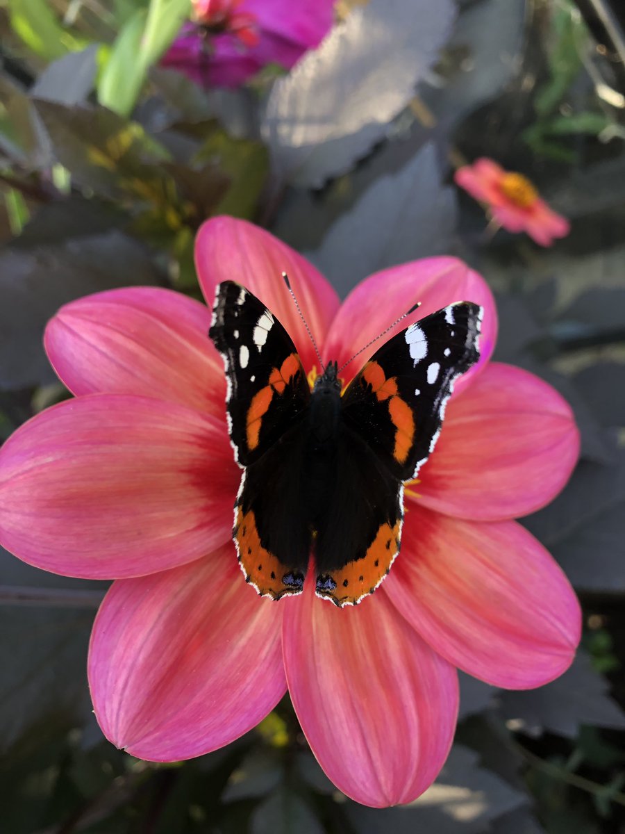 allotment9A's tweet photo. Hope you all had a lovely weekend 🧡🌸 🦋 

I’m struggling quite a bit on the mental health front again so will be taking some time out this week. It’s been creeping up on me for a couple of weeks now, I’ve done my best to fight it but I’m just completely exhausted now 1/2💛 https://t.co/Ithcl8wELS