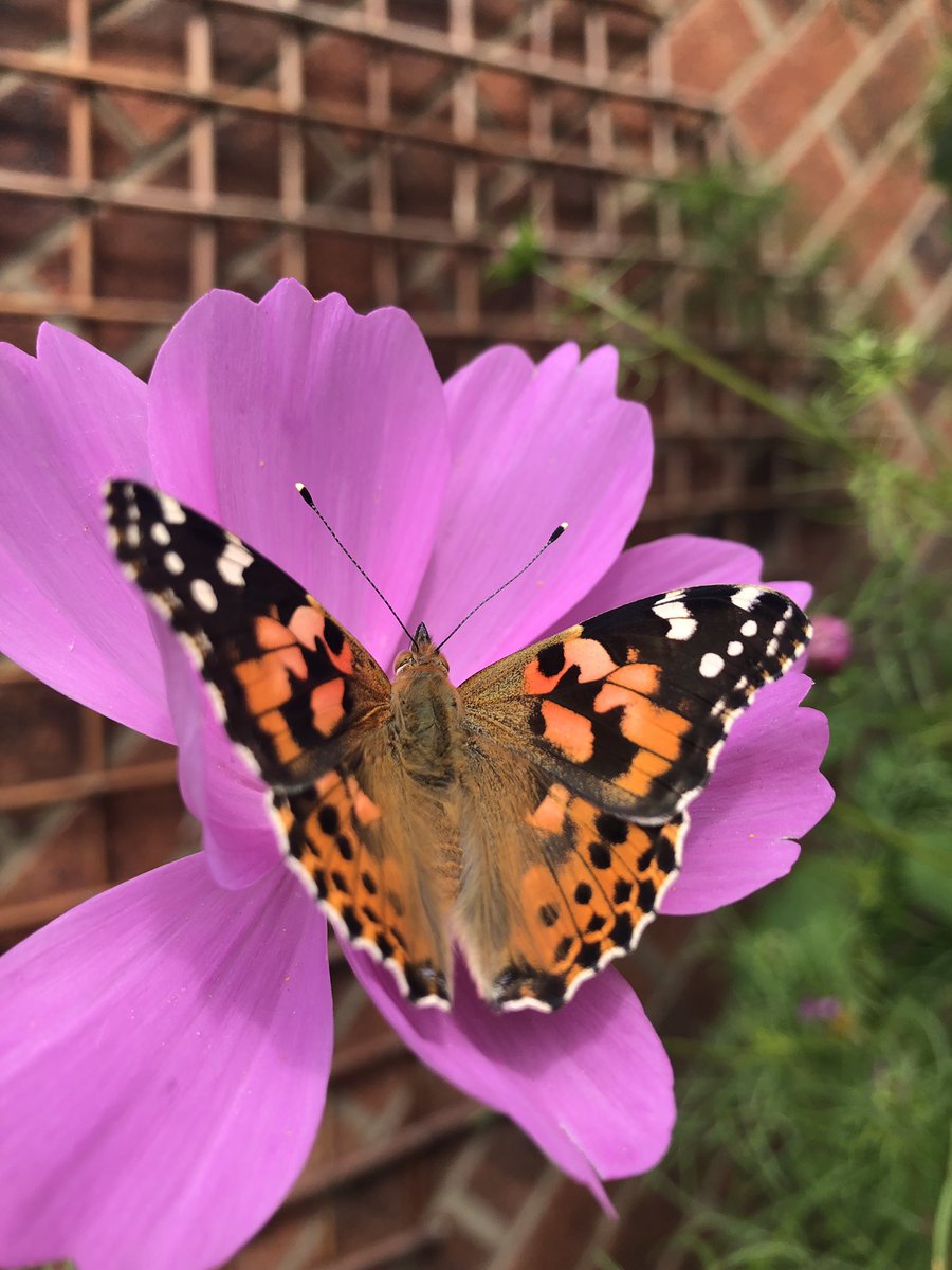 allotment9A's tweet photo. Hope you all had a lovely weekend 🧡🌸 🦋 

I’m struggling quite a bit on the mental health front again so will be taking some time out this week. It’s been creeping up on me for a couple of weeks now, I’ve done my best to fight it but I’m just completely exhausted now 1/2💛 https://t.co/Ithcl8wELS